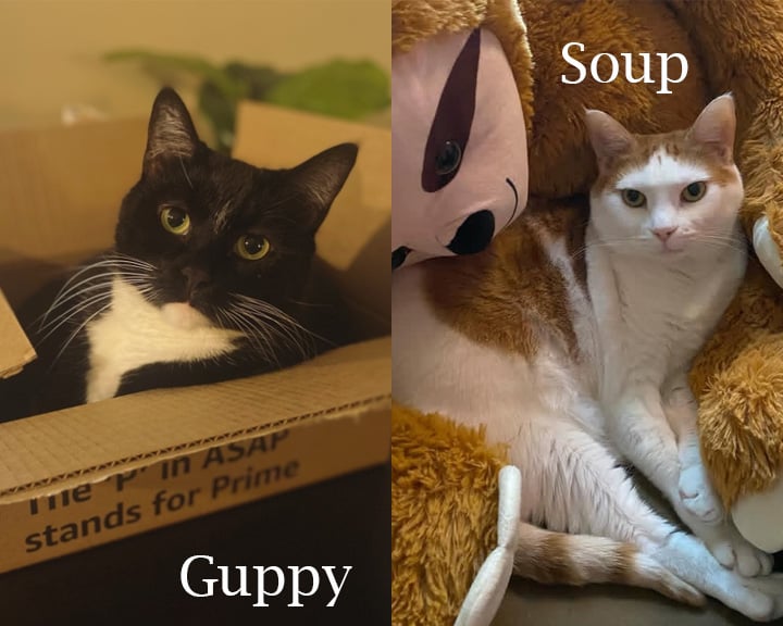 Guppy and Soup