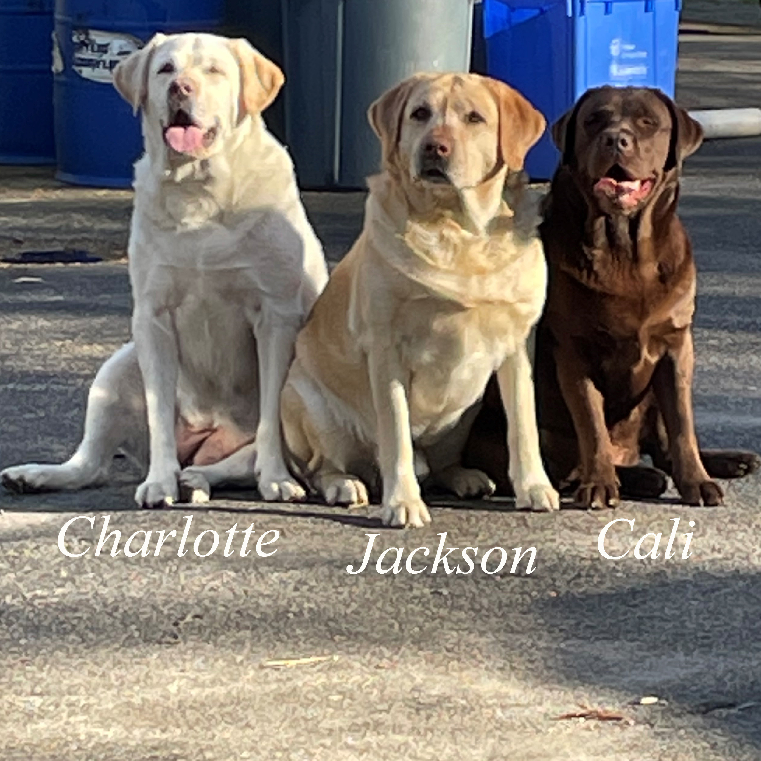 Charlotte-Jackson-Cali