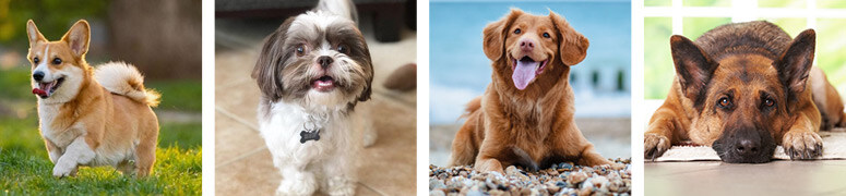 Dog-Days-of-Summer-Photo-Submission