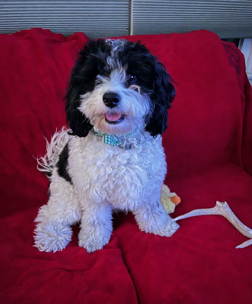 Gus-Cavapoo